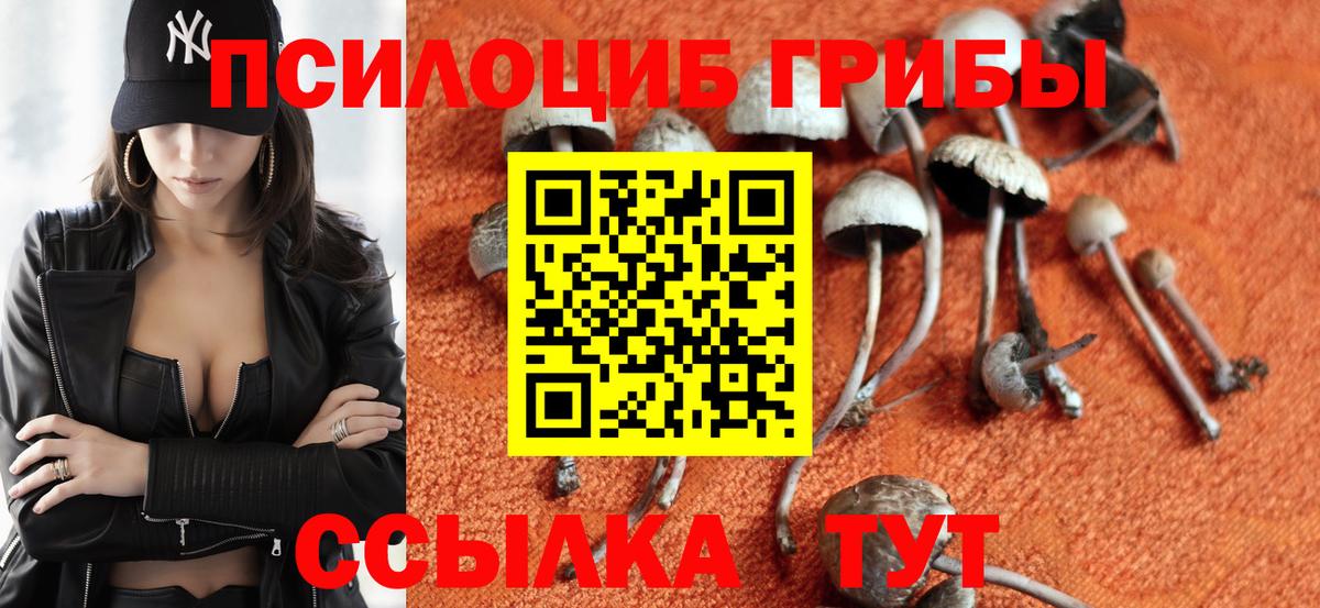 Псилоцибиновые грибы Psilocybe Рязань